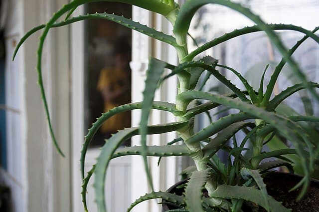 Cover Image for Aloe
