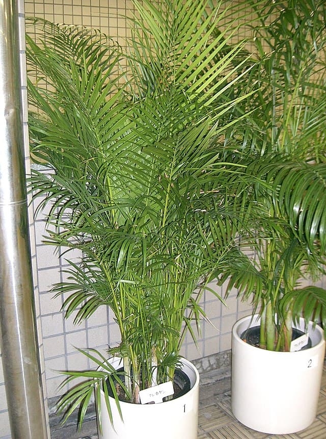 Cover Image for Arekapalm (Dypsis lutescens)