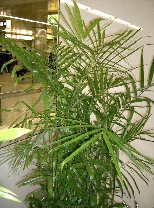 Cover Image for Bambupalm