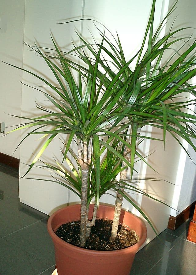 Cover Image for Dracaena marginata