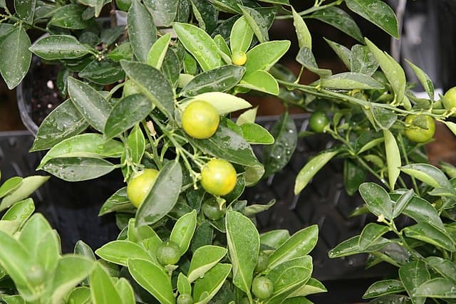 Cover Image for Dvärgcitrus (Citrus mitis)