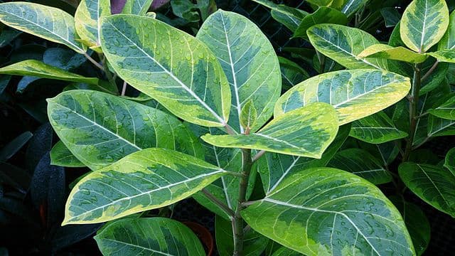 Cover Image for Ficus elastica