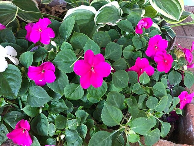 Cover Image for Flitiga Lisa (Impatiens walleriana)