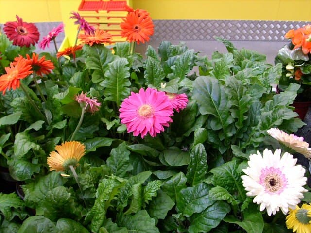 Cover Image for Gerbera