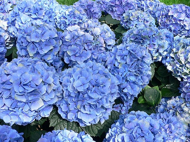 Cover Image for Hortensia