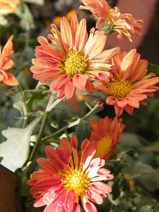 Cover Image for Krysantemum