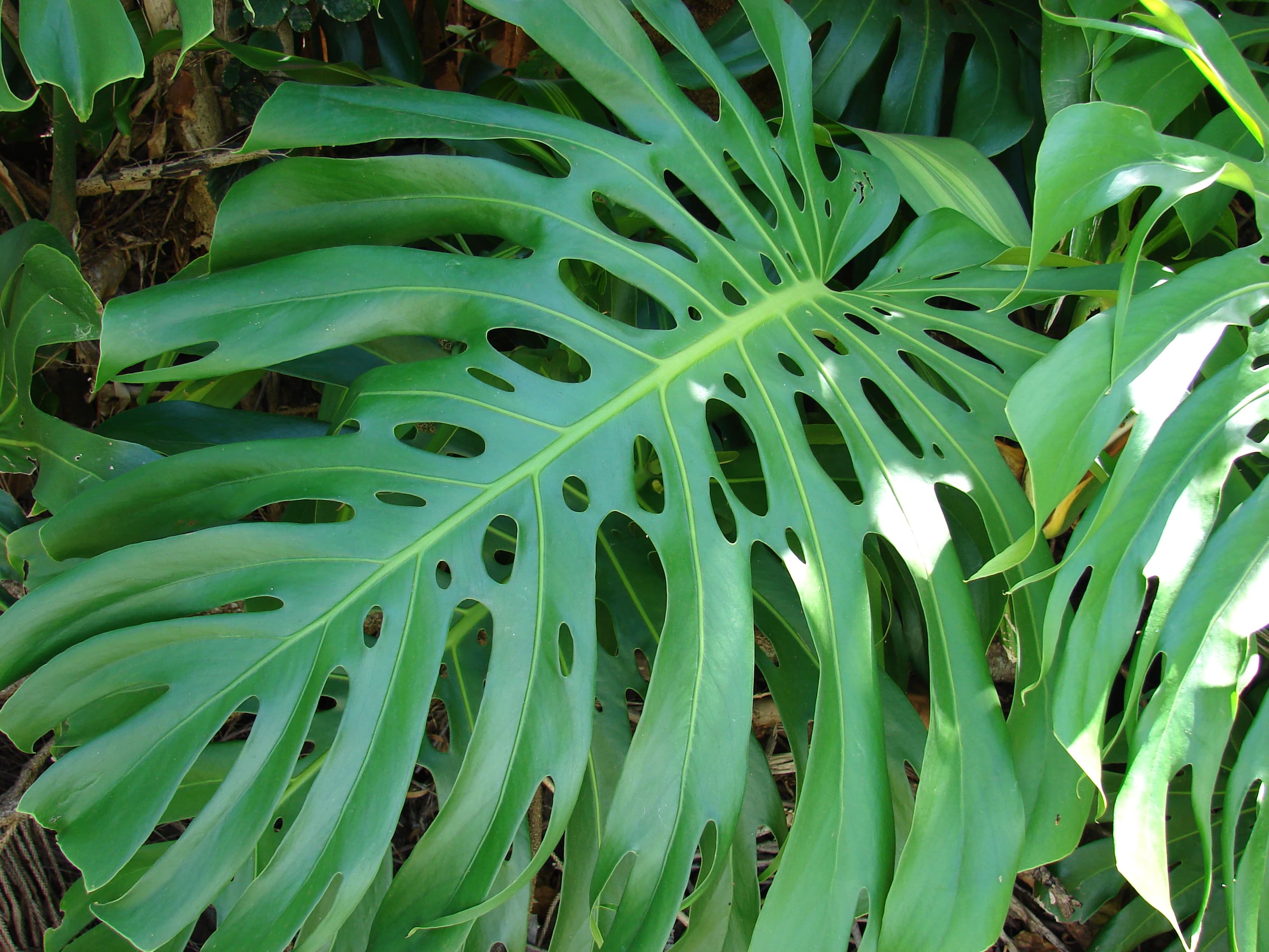Cover Image for Monstera