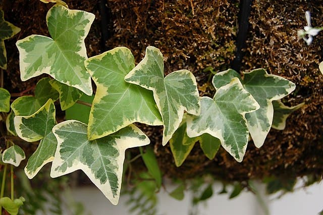Cover Image for Murgröna