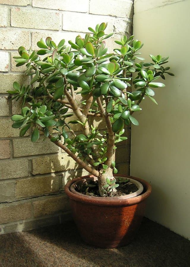 Cover Image for Paradisträd