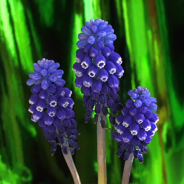 Cover Image for Pärlhyacint