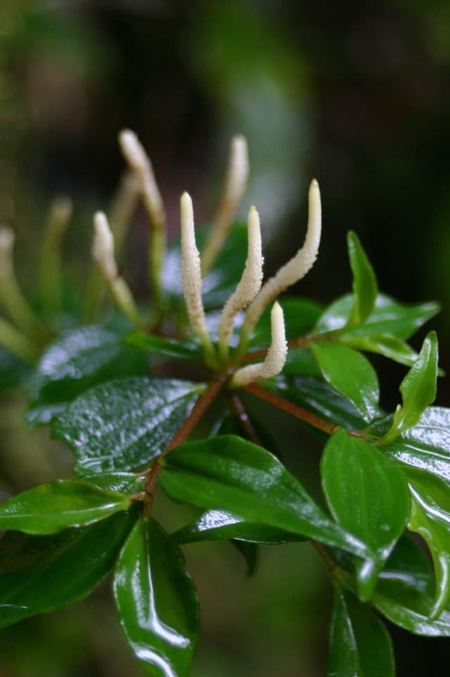 Cover Image for Peperomia